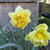 Narcissus 'Sweet Pomponette'