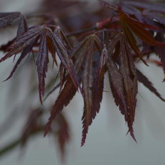 Acer palmatum 'Bloodgood'