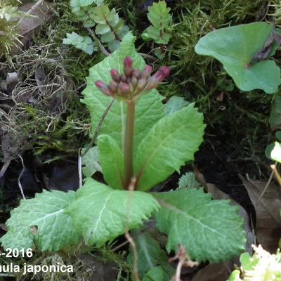 Sleutelbloem / Japanse etageprimula - Primula japonica