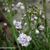 Cardamine pratensis 'Flore Pleno'