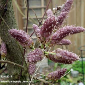 Wisteria sinensis 'Amethyst'