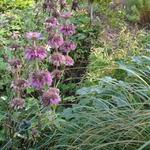 Monarda citriodora - Bergamotplant, Citroenbergamot