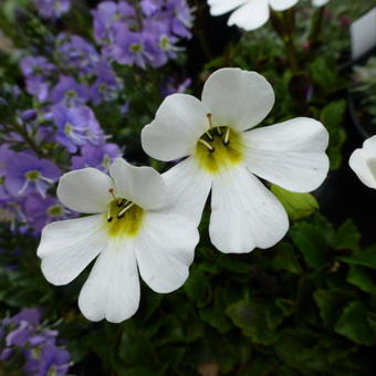 Ourisia 'Snowflake'