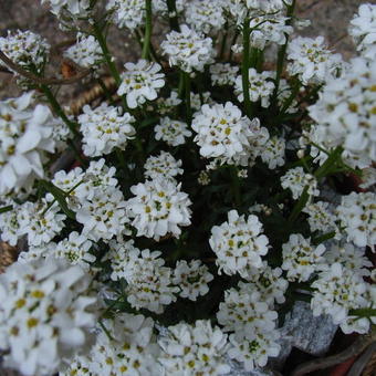 Iberis sempervirens 'Fischbeck'