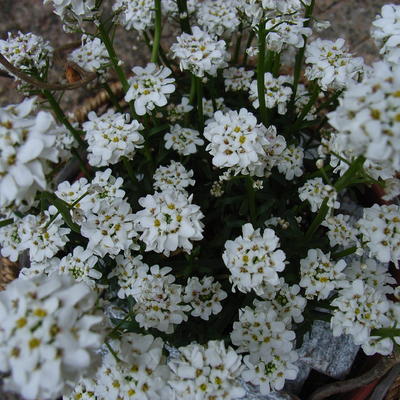 Scheefkelk - Iberis sempervirens 'Fischbeck'