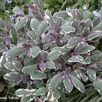 Salvia officinalis 'Tricolor'