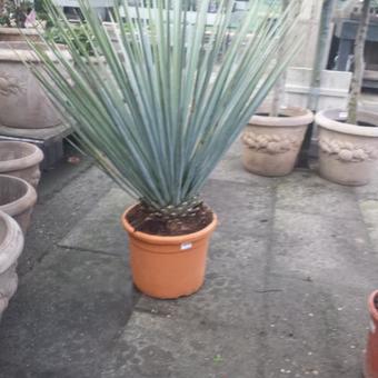 Yucca rigida