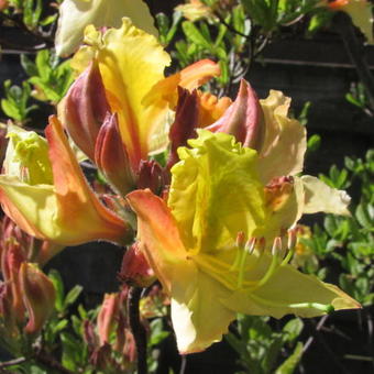 Rhododendron 'Lapwing'