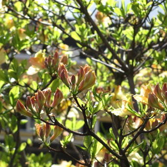 Rhododendron 'Lapwing'