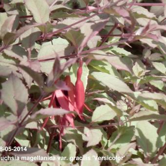 Fuchsia magellanica var. gracilis 'Versicolor'