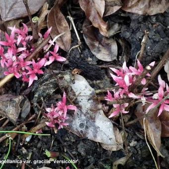 Fuchsia magellanica var. gracilis 'Versicolor'