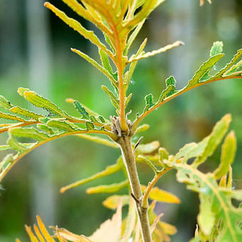 Quercus dentata 'Pinnatifida'