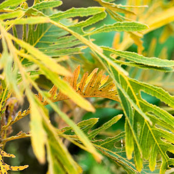 Quercus dentata 'Pinnatifida'