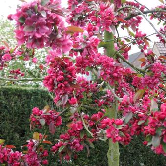 Malus 'Profusion'