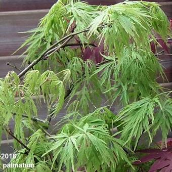 Acer palmatum