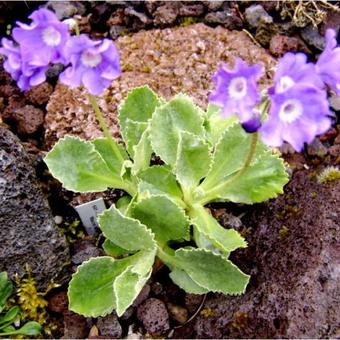 Primula marginata ‘Mauve Mist’