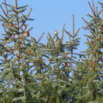 Picea pungens 'Glauca' - Blauwspar