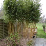 Phyllostachys aureosulcata 'Aureocaulis' - Reuzenbamboe - Phyllostachys aureosulcata 'Aureocaulis'