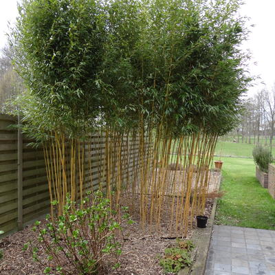 Phyllostachys aureosulcata 'Aureocaulis' - Reuzenbamboe