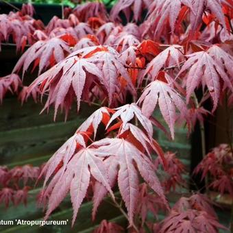 Acer palmatum 'Atropurpureum'