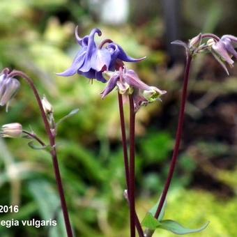 Aquilegia vulgaris