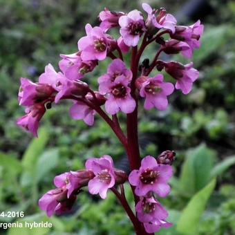 Bergenia hybride