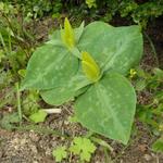 Trillium luteum - Drieblad/Boslelie