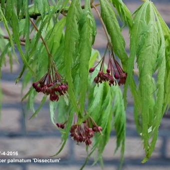 Acer palmatum 'Dissectum'