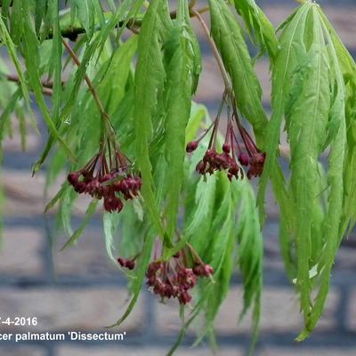 Japanse esdoorn - Acer palmatum 'Dissectum'