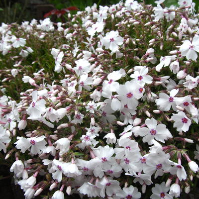 Kruipphlox - Phlox subulata 'Amazing Grace'