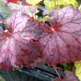 Heuchera LITTLE CUTIE 'Ginger Snap'