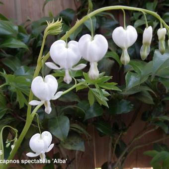 Lamprocapnos spectabilis 'Alba'