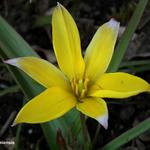 Tulipa urumiensis  - Tulp