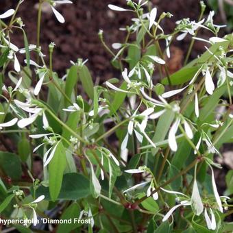 Euphorbia hypericifolia 'Diamond Frost'