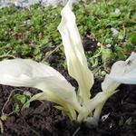 Hosta 'White Feather' - Hartlelie/Funkia