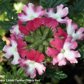 Verbena 'LANAI Twister Cherry Red'