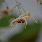 Epimedium Wushanense 'Caramel' - Elfenbloem