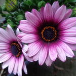 Osteospermum - Kaapse margriet