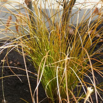 Carex testacea 'Prairie Fire'