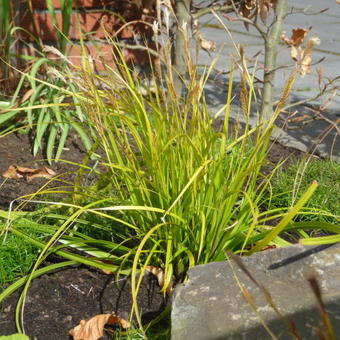 Carex oshimensis 'Everillo'