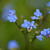 Brunnera macrophylla