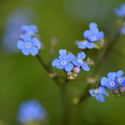 Kaukasisch vergeet-mij-nietje - Brunnera macrophylla