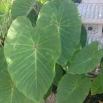 Colocasia esculenta 'Pink China' - Olifantenoor