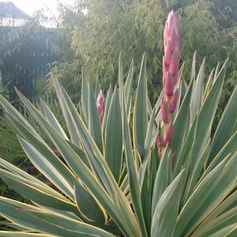 Yucca gloriosa 'Variegata'