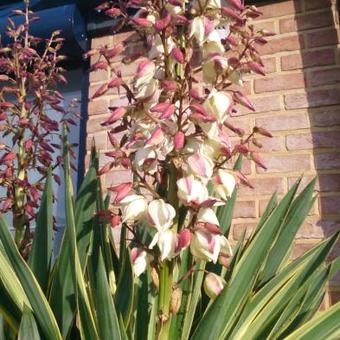 Yucca gloriosa 'Variegata'