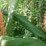 Hedychium densiflorum 'Assam Orange' - Gemberlelie