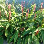 Cautleya spicata 'Robusta' - Siergember