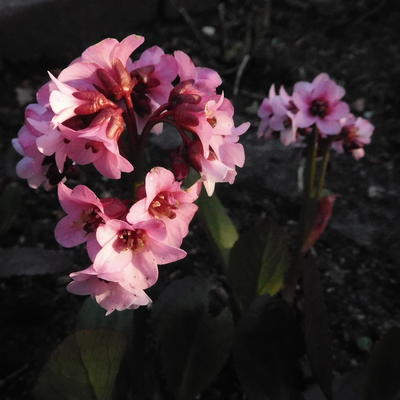 Schoenlappersplant - Bergenia DRAGONFLY  'Angel Kiss'