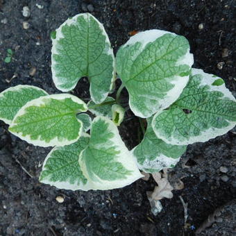 Brunnera macrophylla 'Dawson's White'