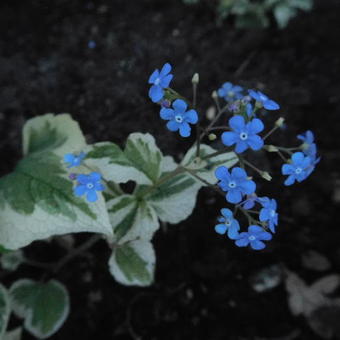 Brunnera macrophylla 'Dawson's White'